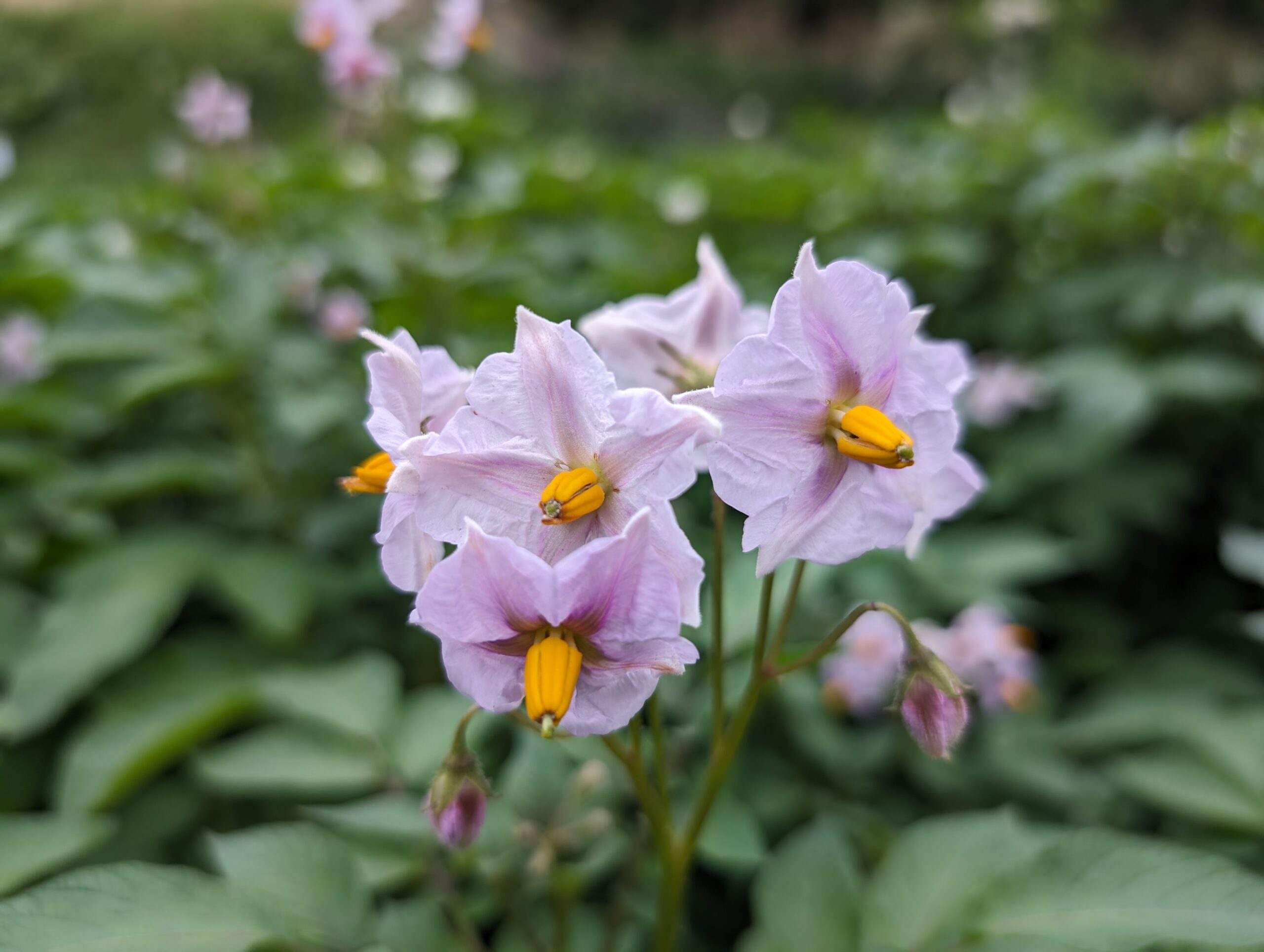 ジャガイモの花の香り