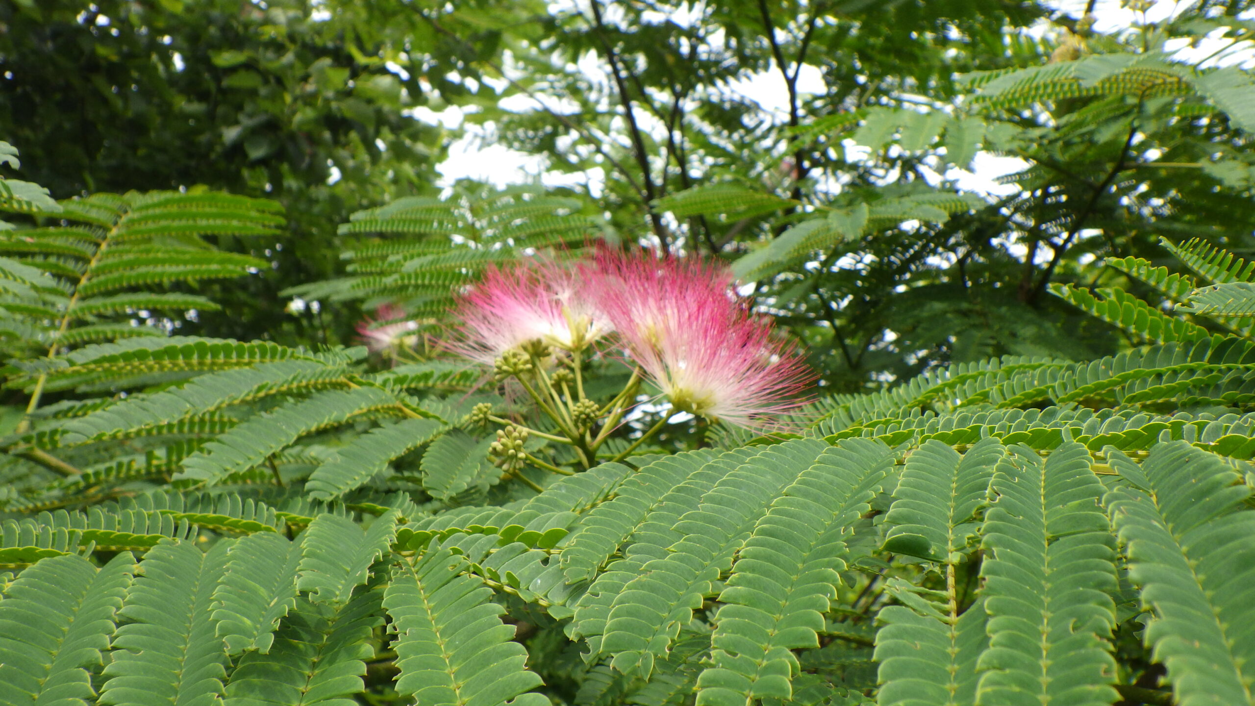 ネムノキの花が咲きました