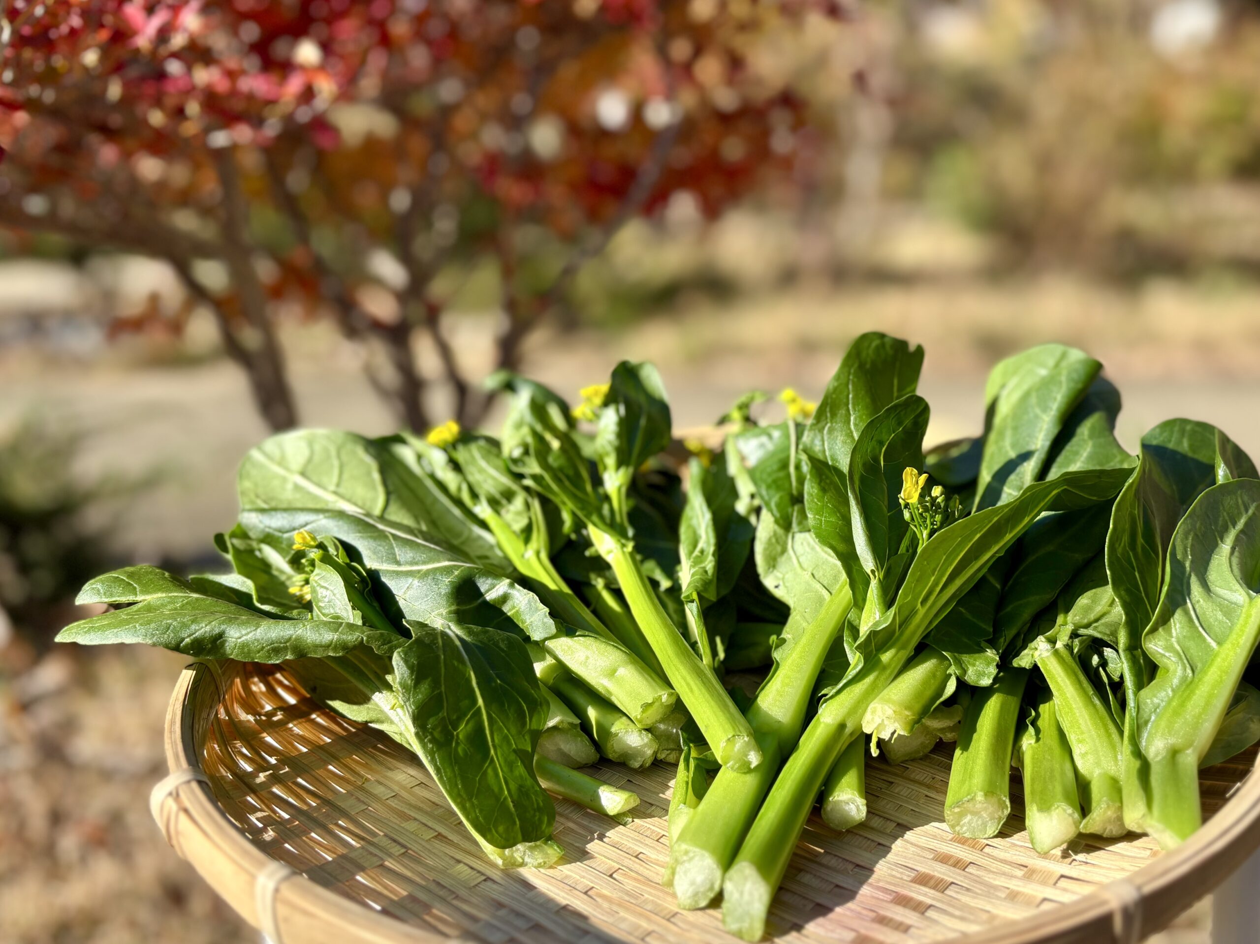 日本では珍しい？町田の菜心