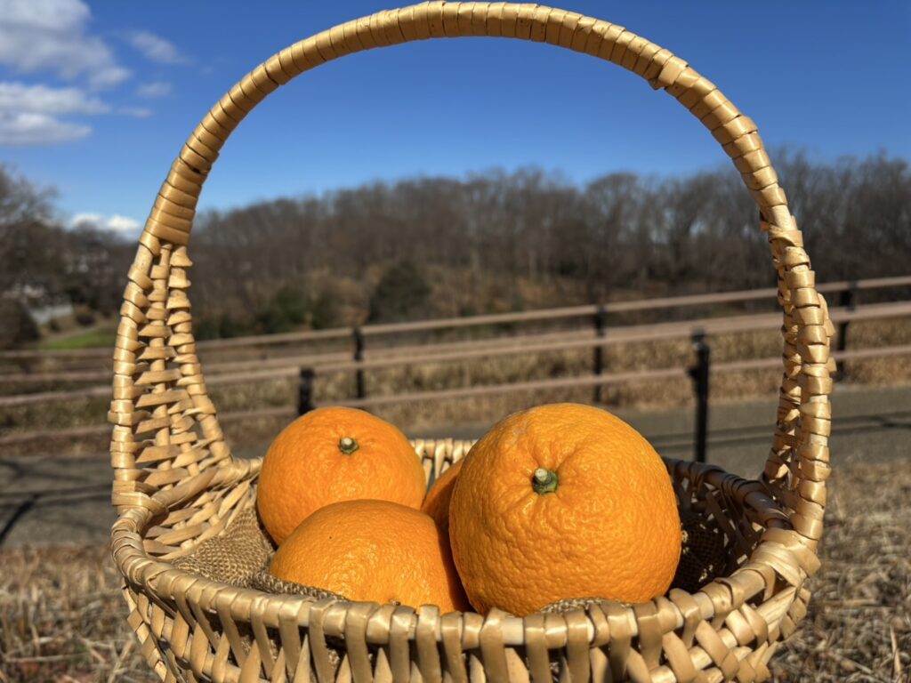 今が旬！ほどよい酸味と甘みがおいしい甘夏！