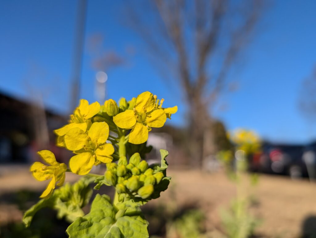 菜の花