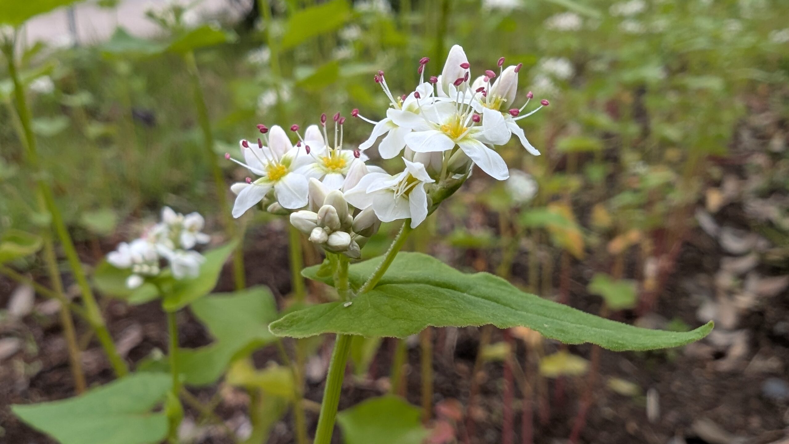 ソバの花