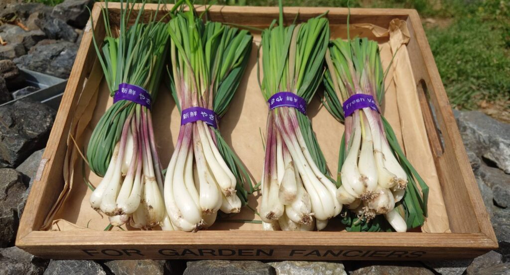 沖縄発祥の野菜を町田でも♪