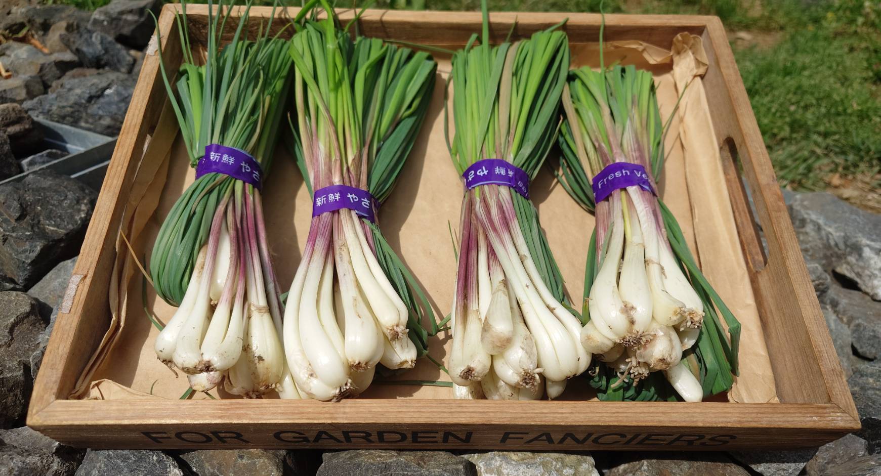 沖縄発祥の野菜を町田でも♪