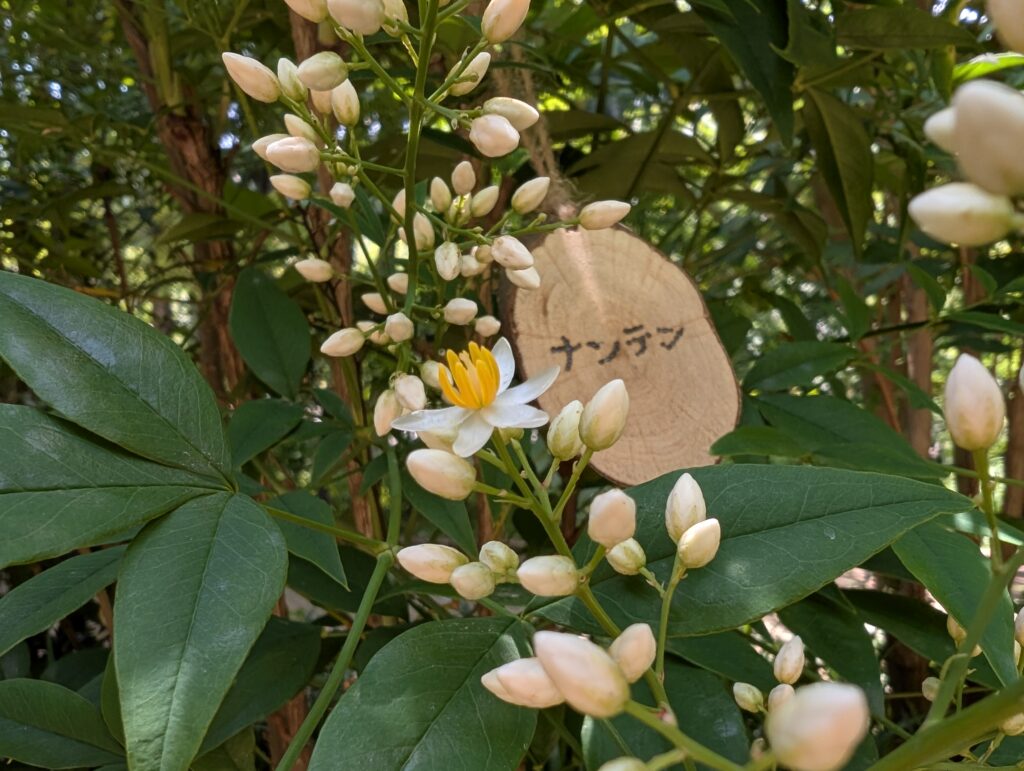 このきなんのき？