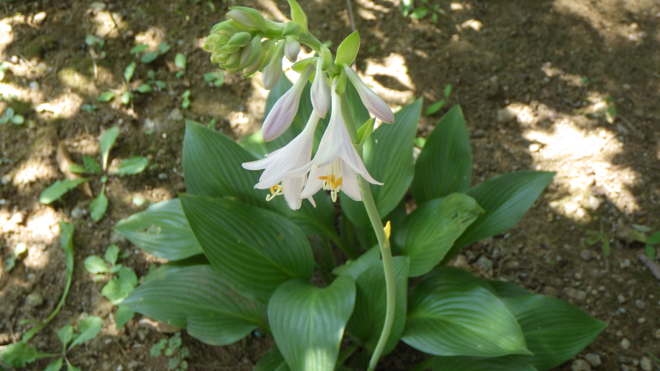 薬香草園から来たウルイ
