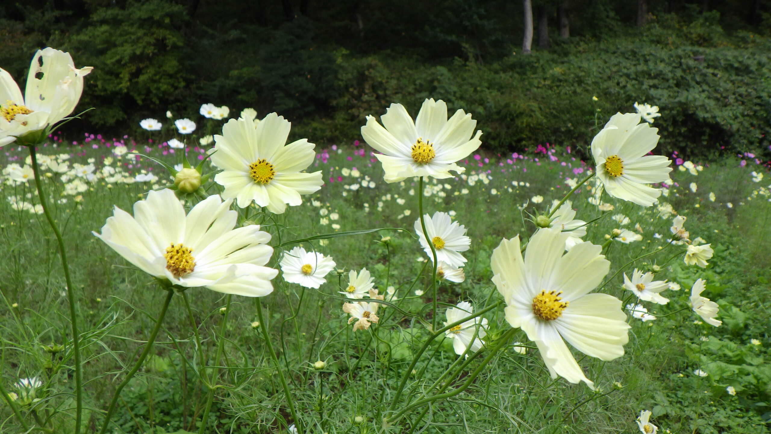 イエローキャンパス