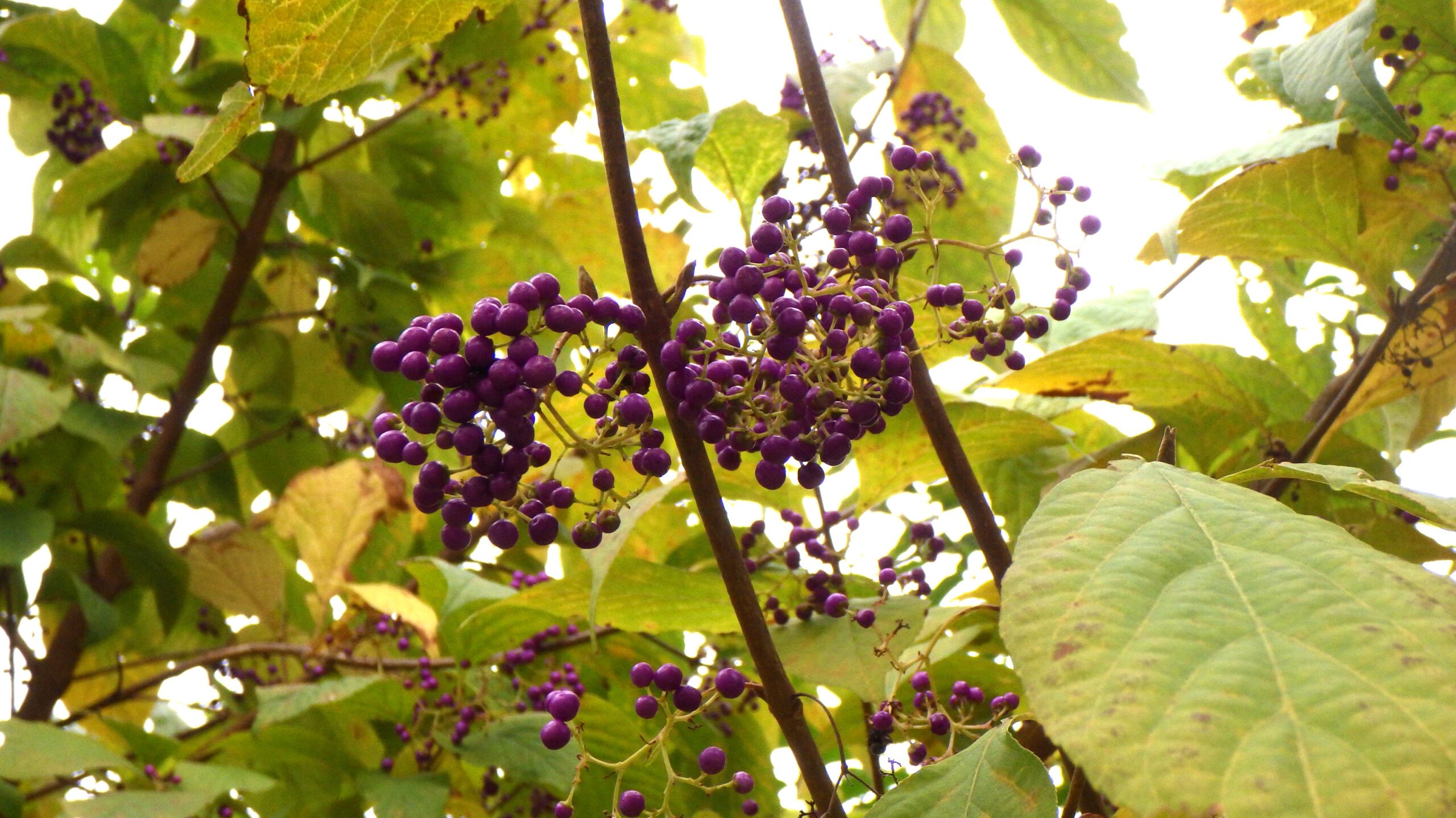 ムラサキシキブ