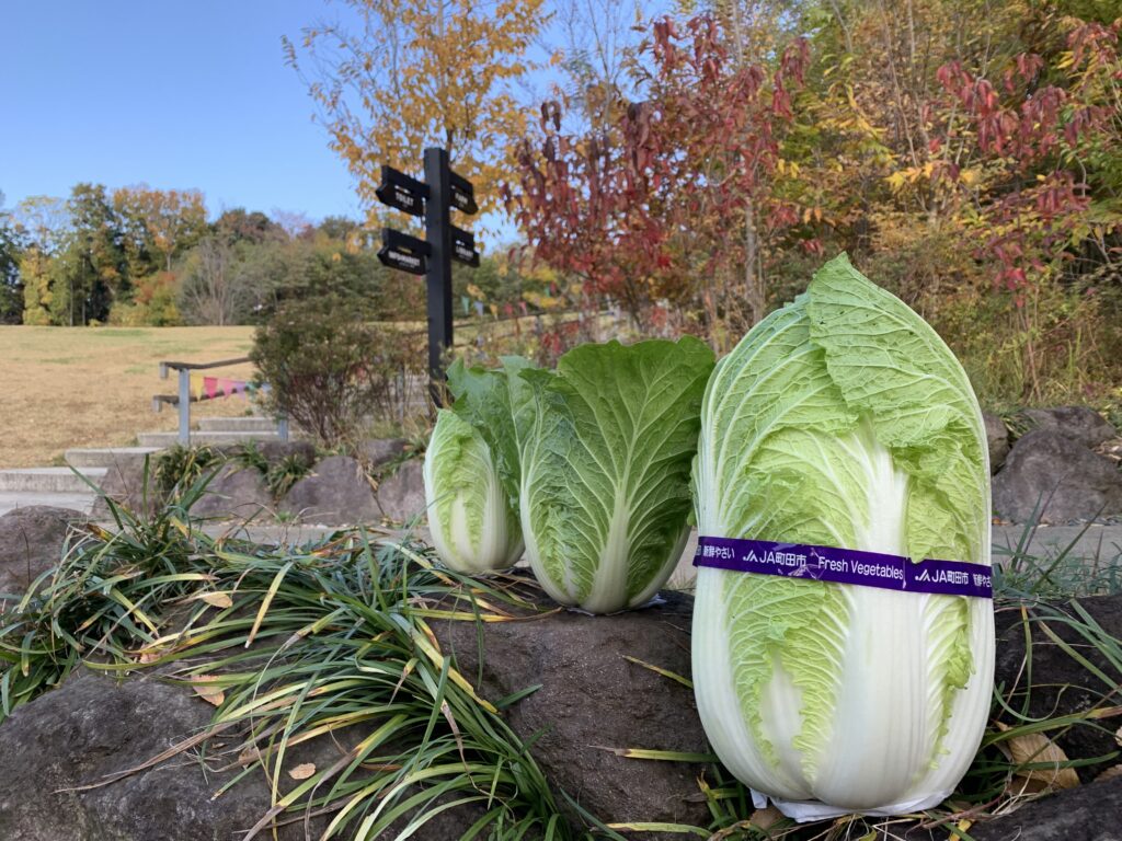 冬の味覚！町田の白菜！