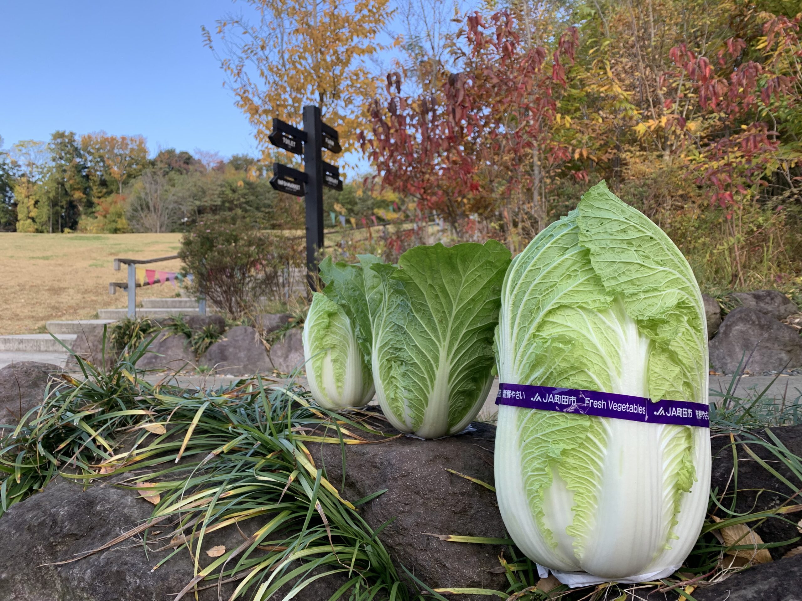 冬の味覚！町田の白菜！