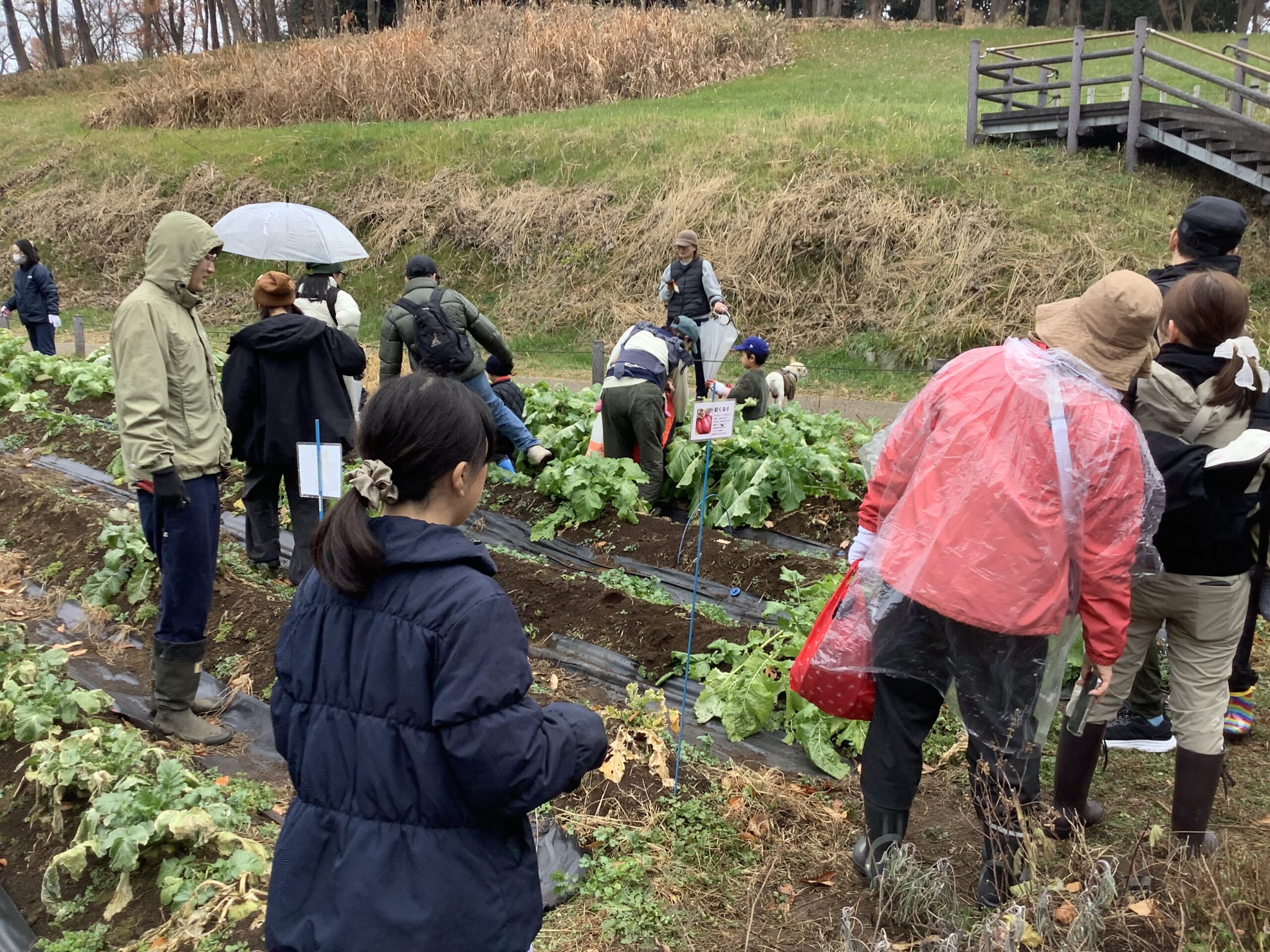 大根・カブの収穫体験