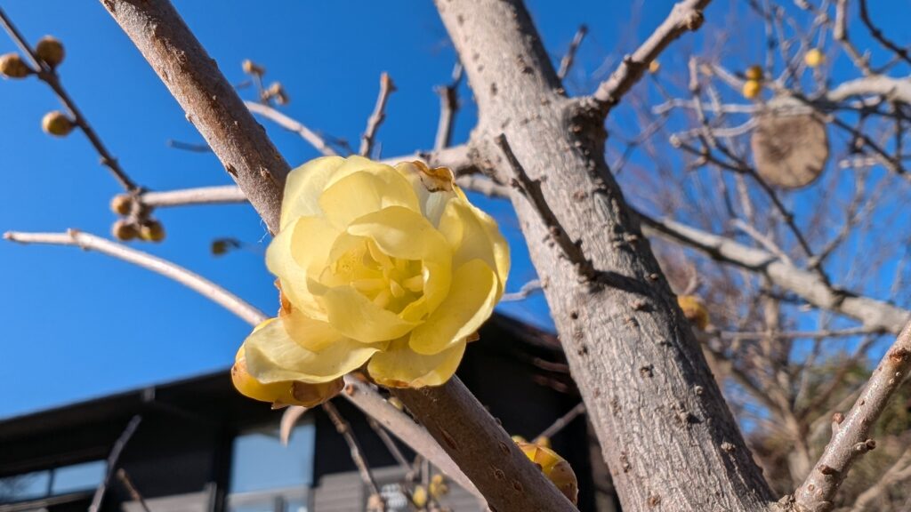 ロウバイの花が咲き始めました