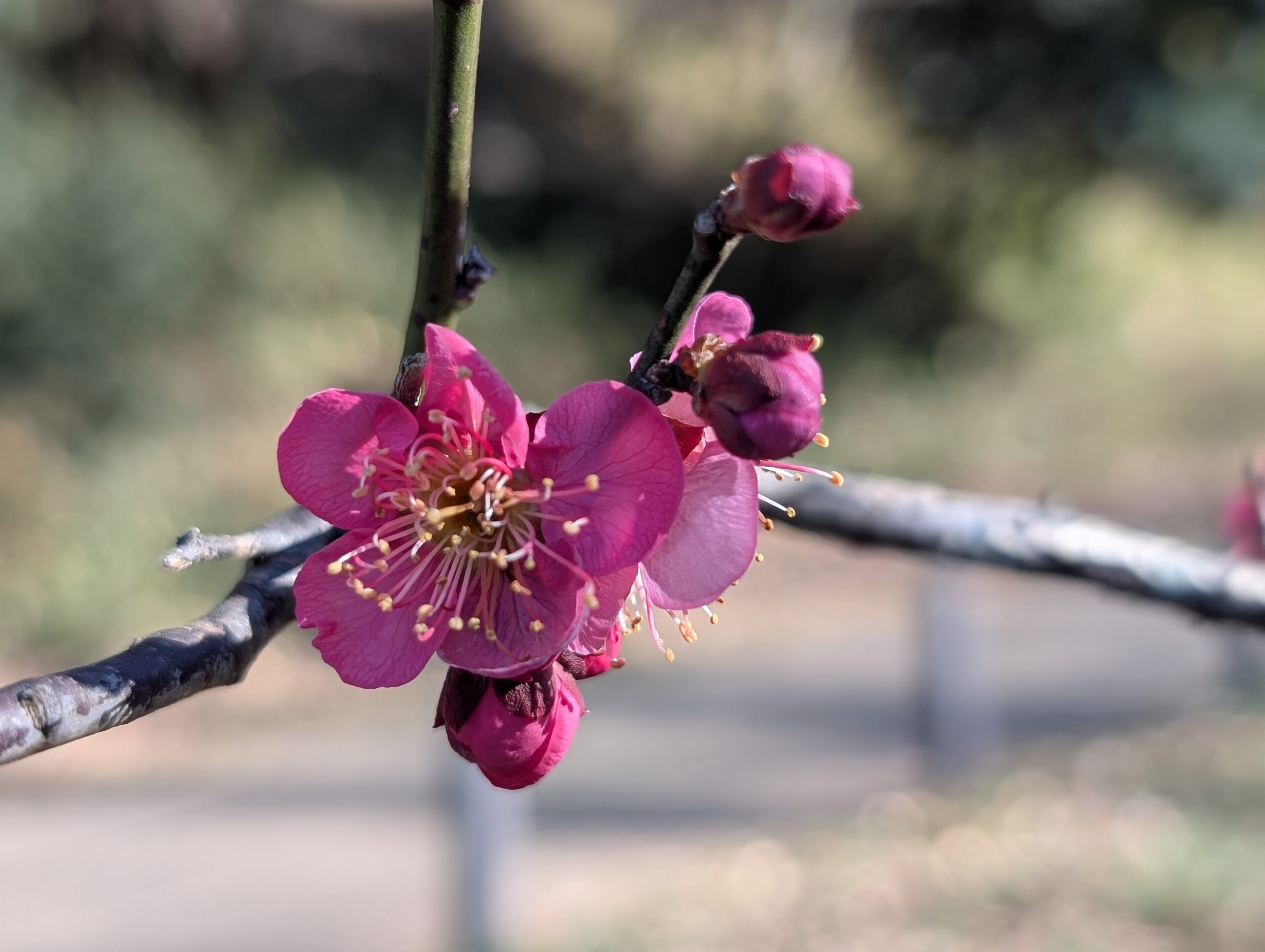 紅梅が咲き始めました