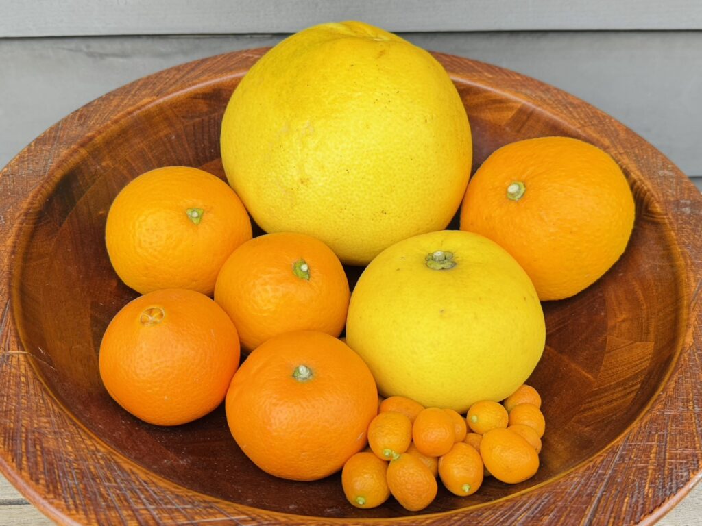 柑橘類が続々と…