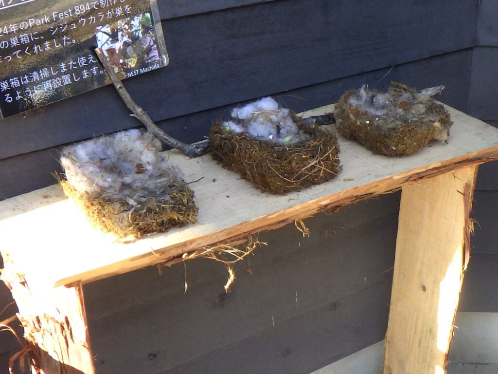 シジュウカラの巣