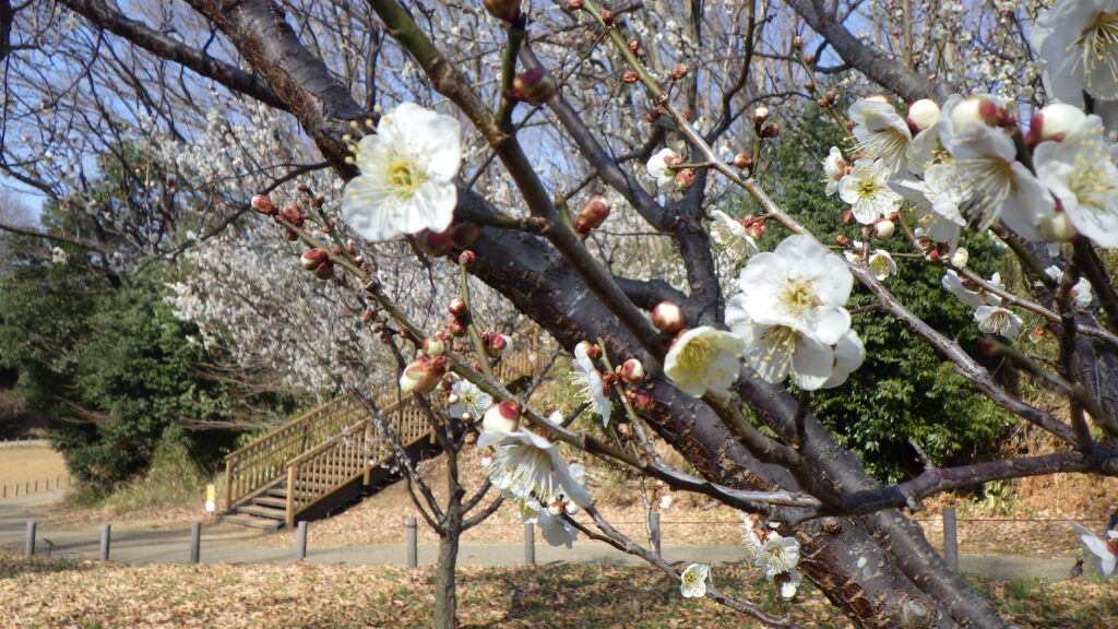 果樹園開放中！