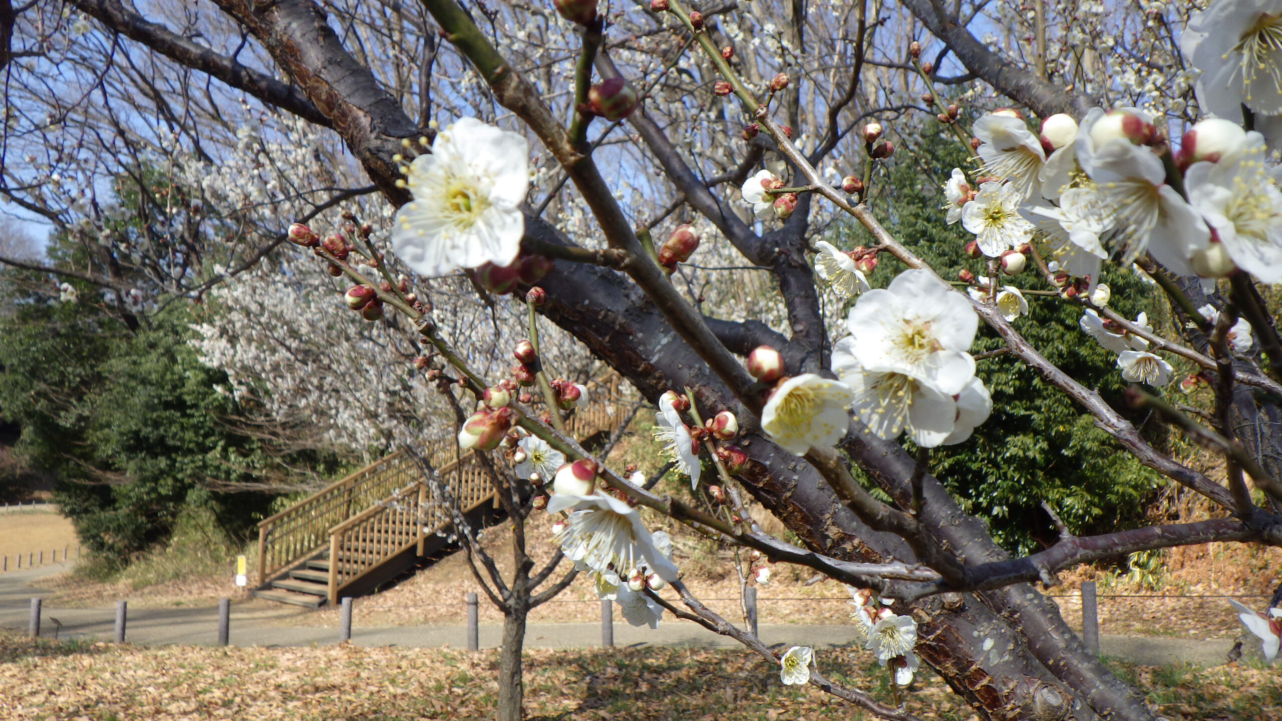 果樹園開放中！