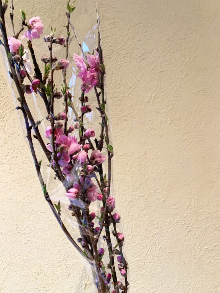 ひなまつりに桃の花