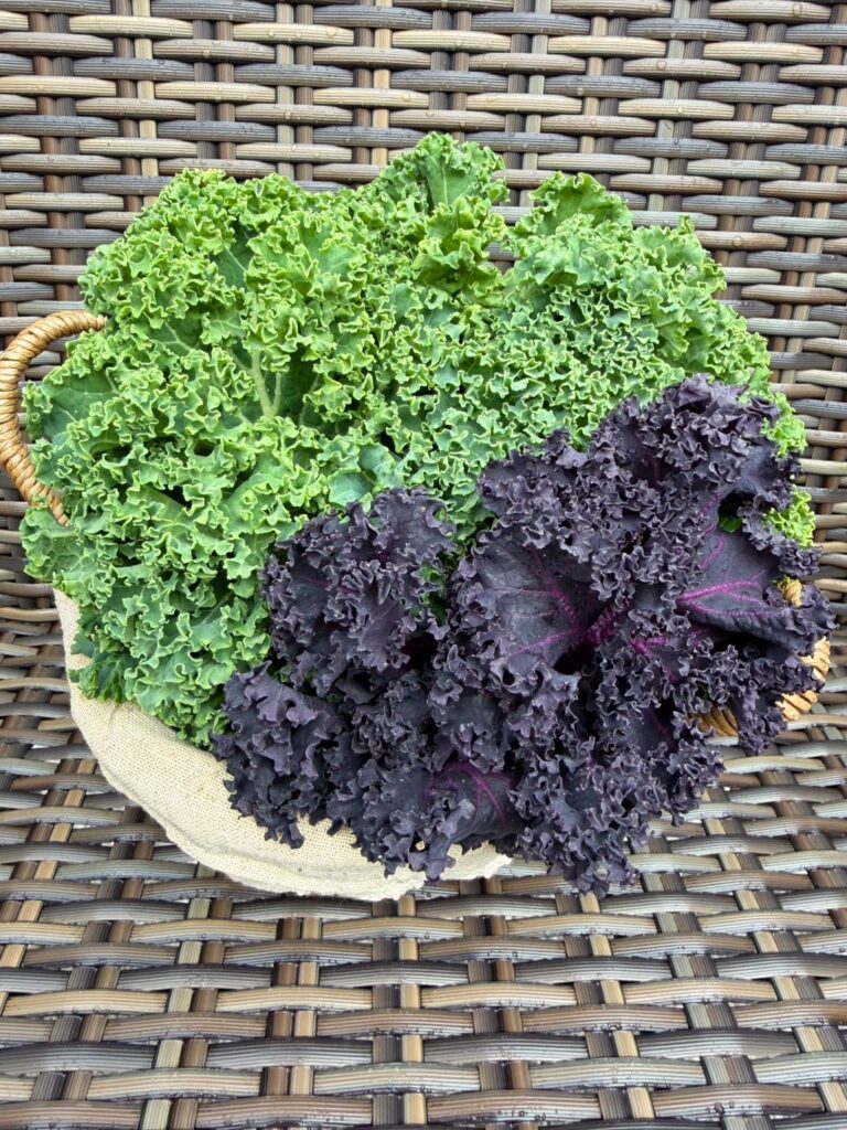 鮮やかな緑と紫色