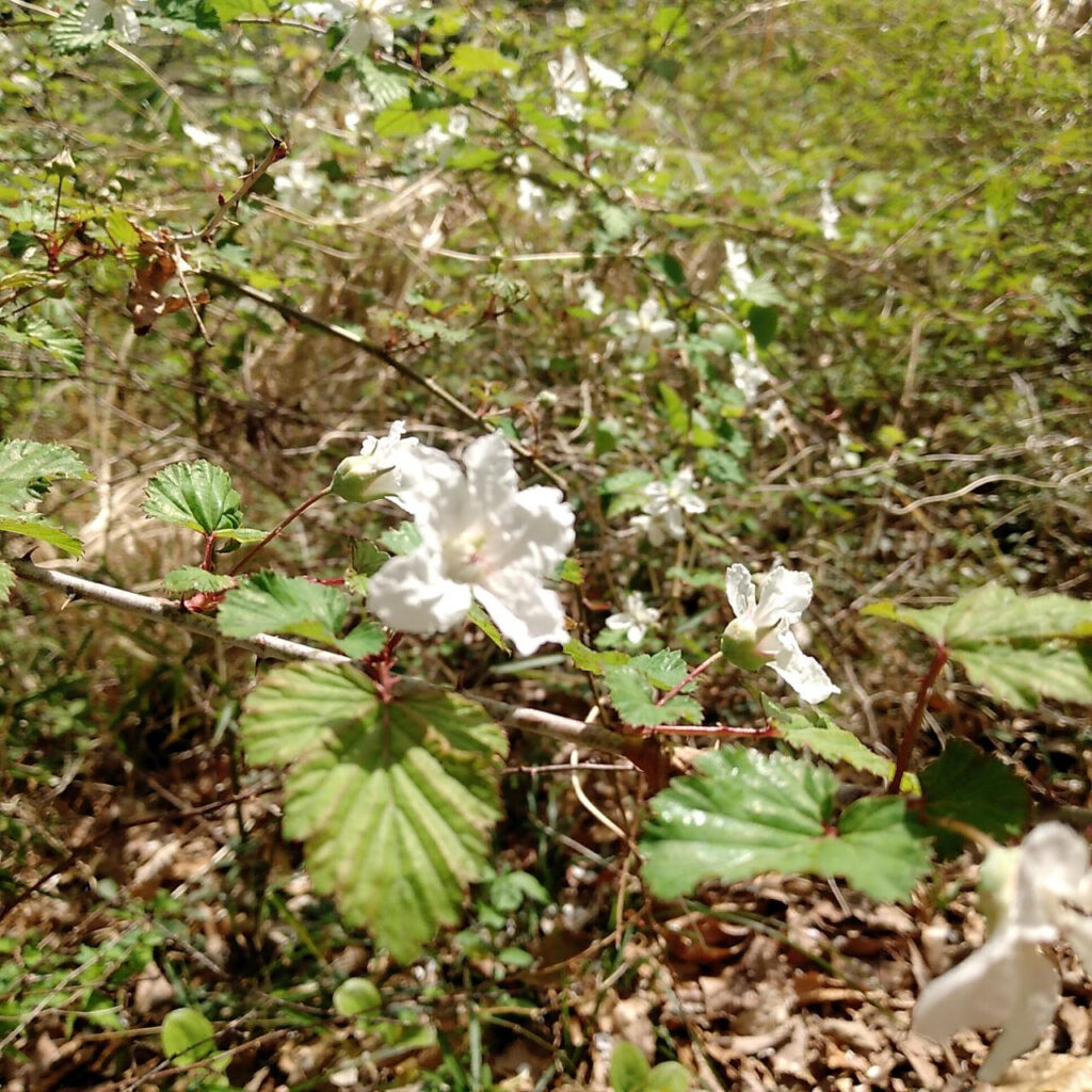＜やくしの学び＞季節楽しむ森林浴の参加者募集中♪