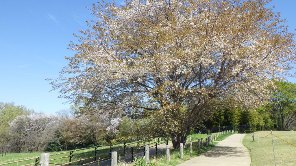 新緑と山桜