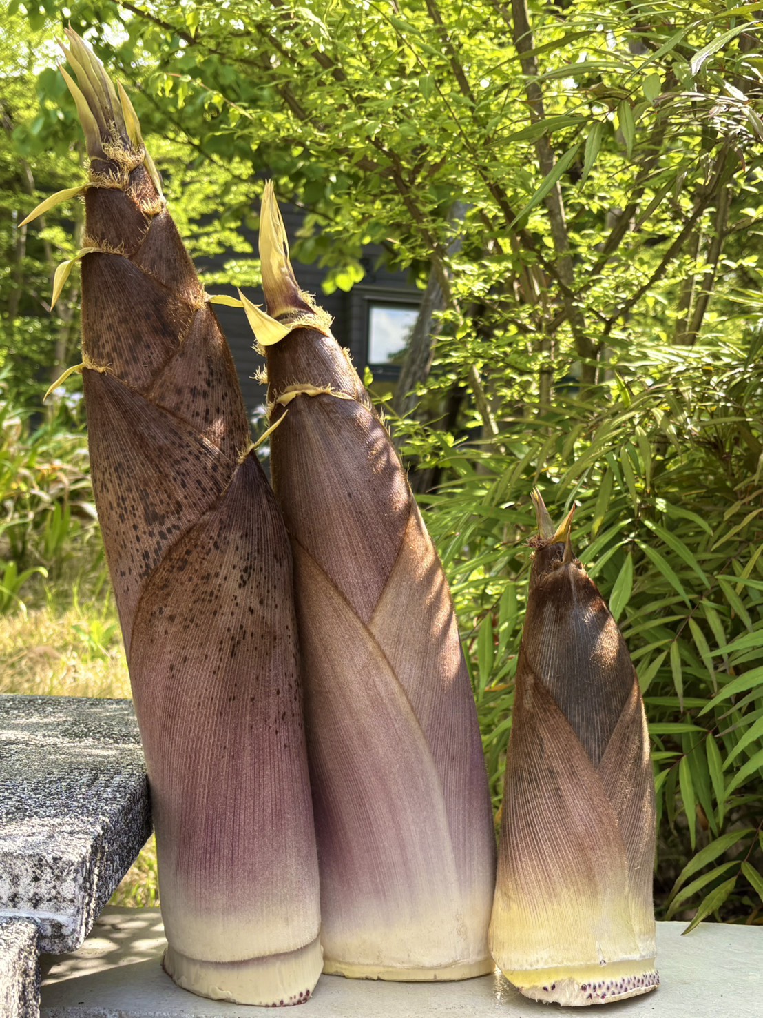 採れたての筍♪