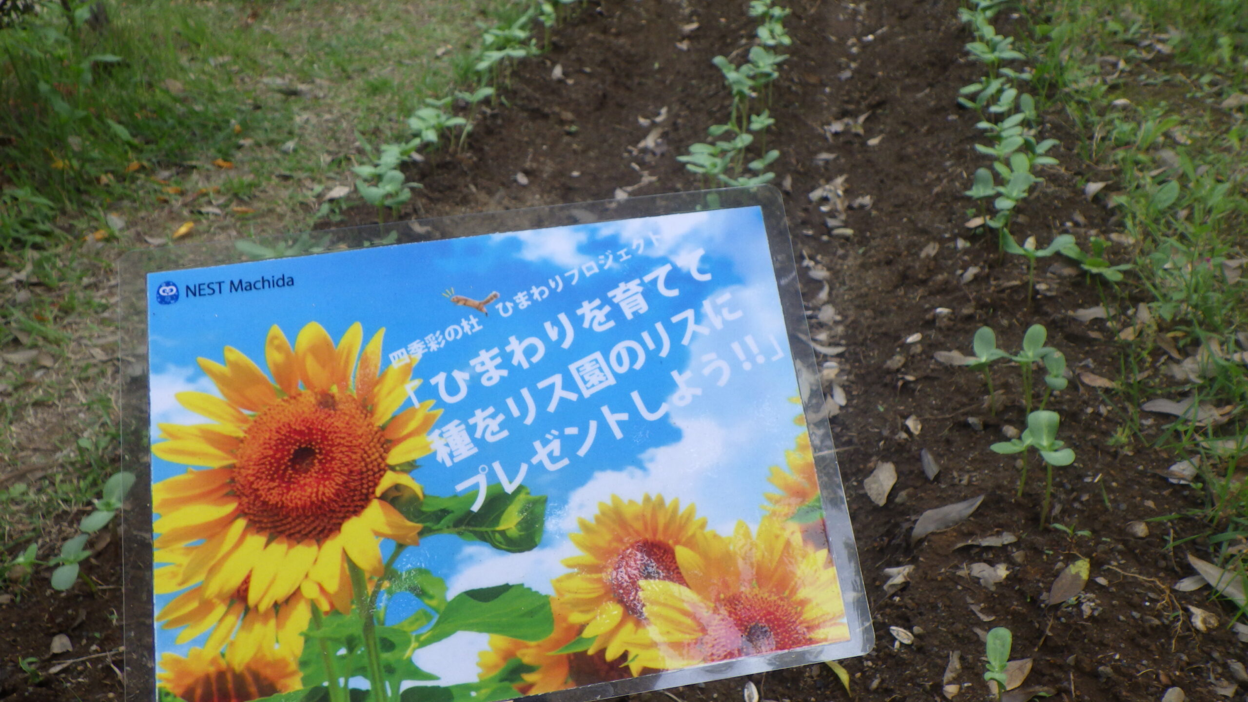 ひまわりプロジェクト ~発芽~