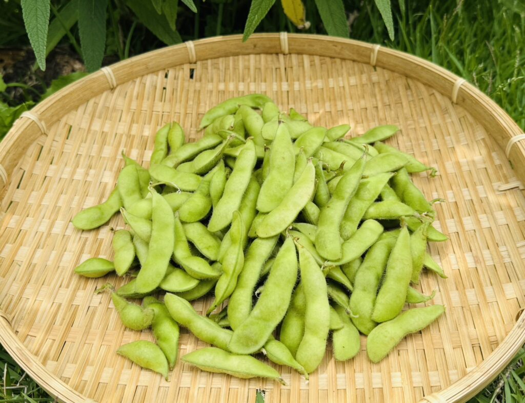 夏の風物詩♪
