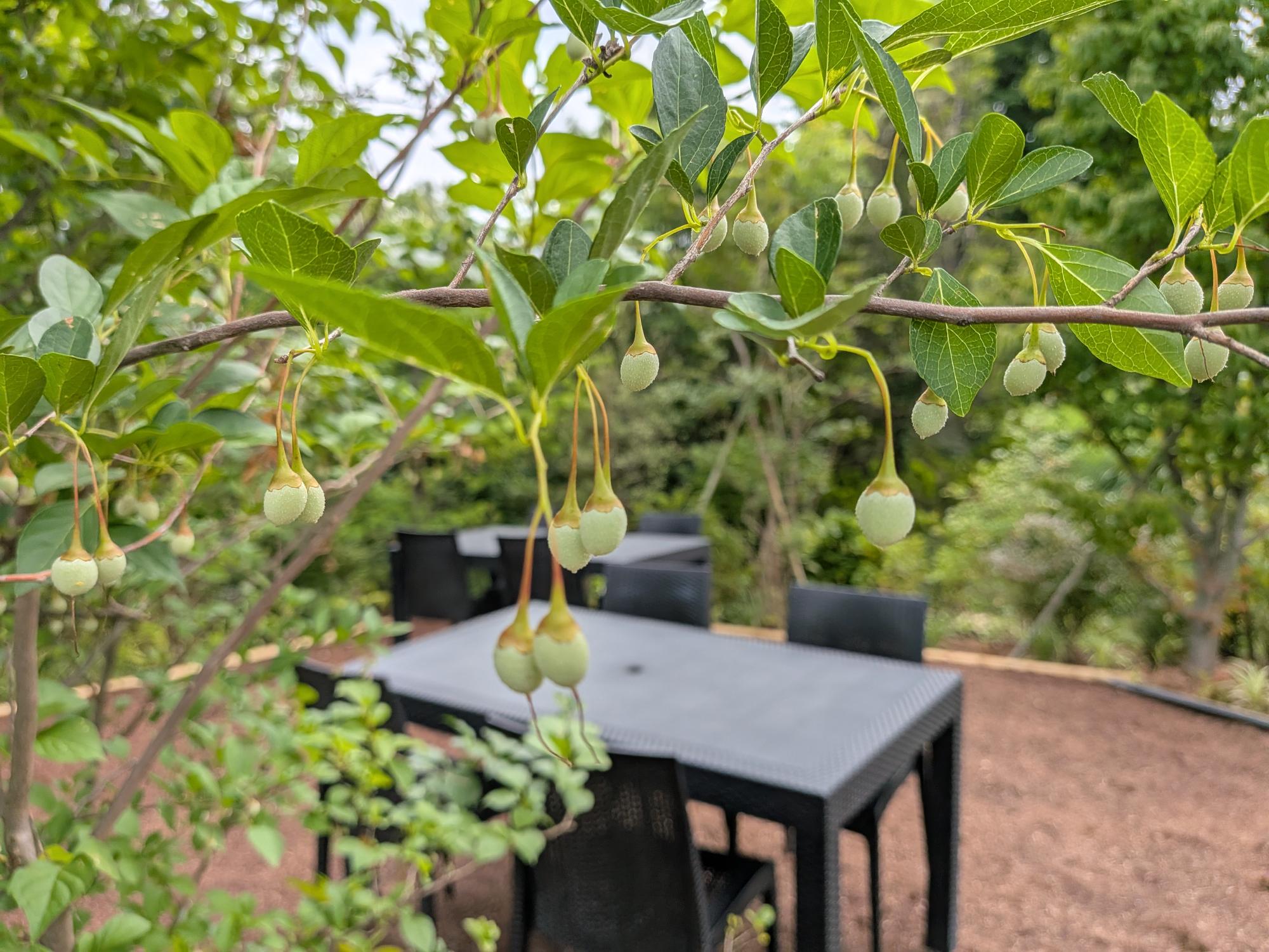新しい広場できました！