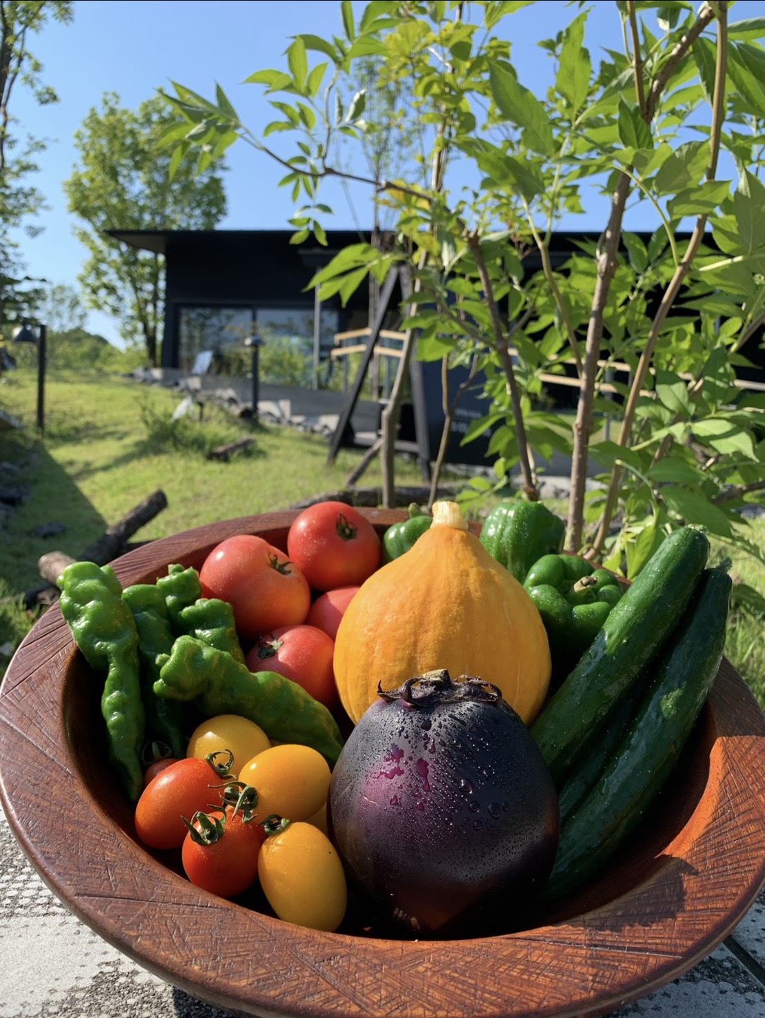 採れたて夏の旬野菜！